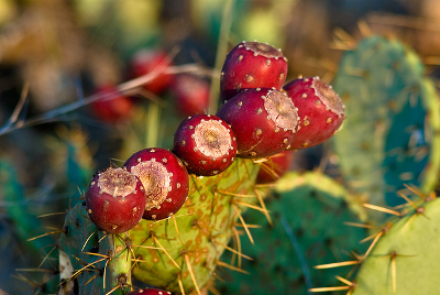 Cacti can clean up poisonous soils